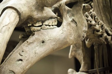 Tarih öncesi iskelet dinozor Fossile