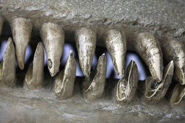 Tarih öncesi iskelet dinozor Fossile