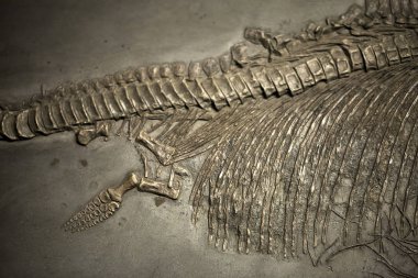 Tarih öncesi iskelet dinozor Fossile