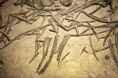 Tarih öncesi iskelet dinozor Fossile