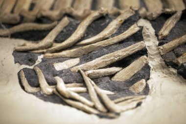 Tarih öncesi iskelet dinozor Fossile