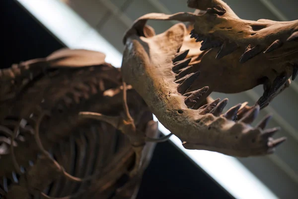 Fósil de dinosaurio esqueleto prehistórico — Foto de Stock