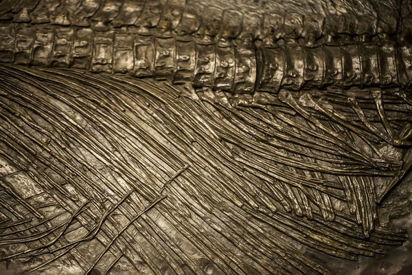 Tarih öncesi iskelet dinozor Fossile — Stok fotoğraf