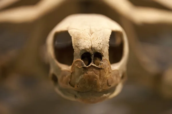 Esqueleto prehistórico Caretta Fósil de tortuga — Foto de Stock