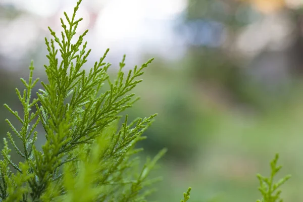 Planta verde macro — Fotografia de Stock