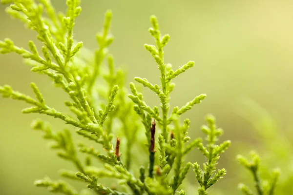 Planta verde macro — Fotografia de Stock