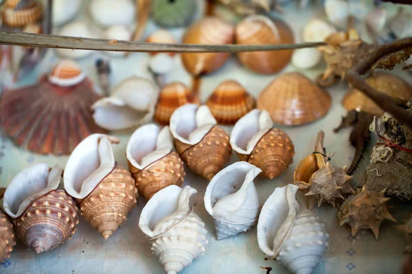Conchas marinhas macro — Fotografia de Stock