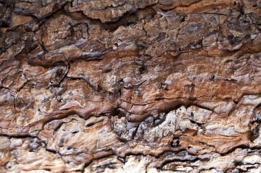 Ağaç Ağacı Kabuğu