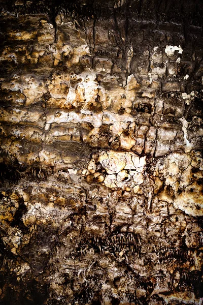 Corteza del cuerpo del árbol de madera — Foto de Stock