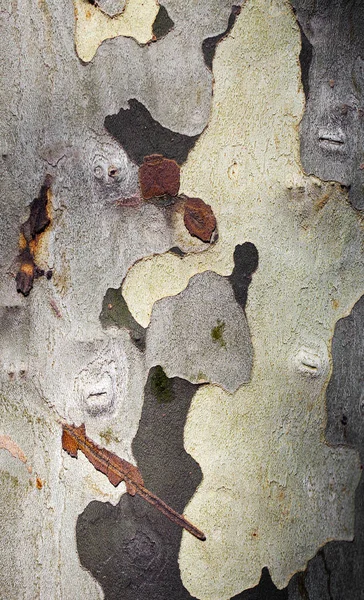 木の木｜Body Bark — ストック写真