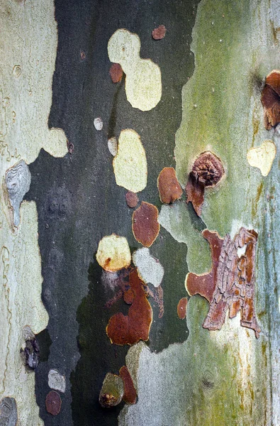 Кора тела древесного дерева — стоковое фото