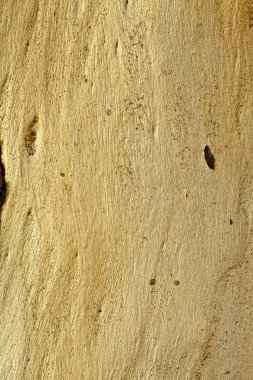 Ağaç Ağacı Kabuğu