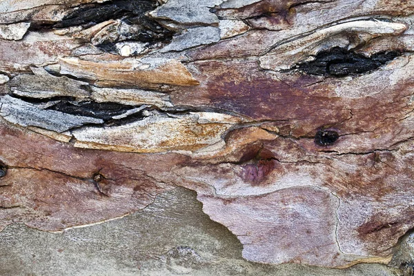 Kora korpusu drzewa drzewnego — Zdjęcie stockowe