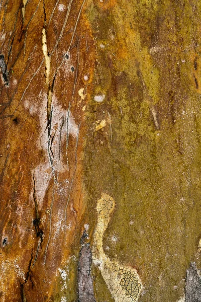 Corteccia del corpo dell'albero di legno — Foto Stock