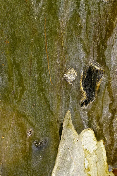 木の木｜Body Bark — ストック写真