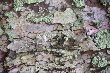 Ağaç Ağacı Kabuğu