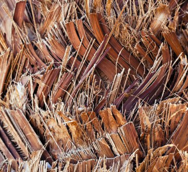 Ağaç Ağacı Kabuğu