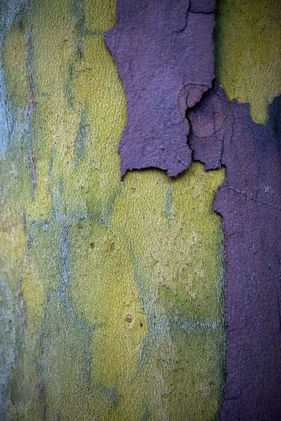 Casca de corpo de árvore de madeira — Fotografia de Stock