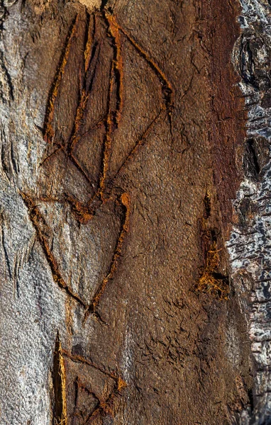 Corteccia del corpo dell'albero di legno — Foto Stock