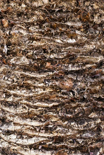 Corteccia del corpo dell'albero di legno — Foto Stock