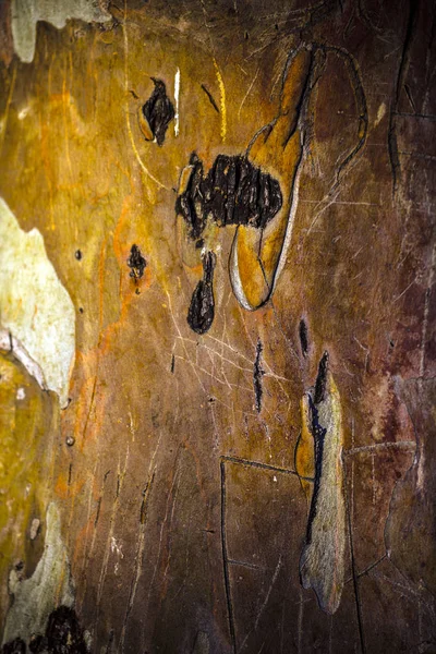 Corteza del cuerpo del árbol de madera — Foto de Stock