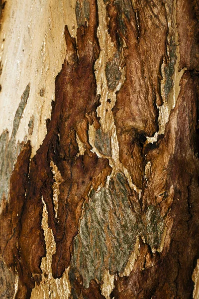 Kora korpusu drzewa drzewnego — Zdjęcie stockowe