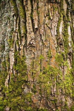 Ağaç Ağacı Kabuğu