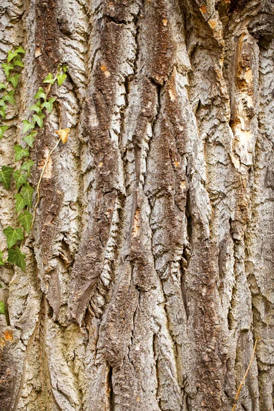 Wood Tree Body Bark