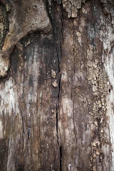 Wood Tree Body Bark — Stock Photo, Image