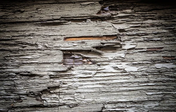 Legno albero corteccia sfondo — Foto Stock