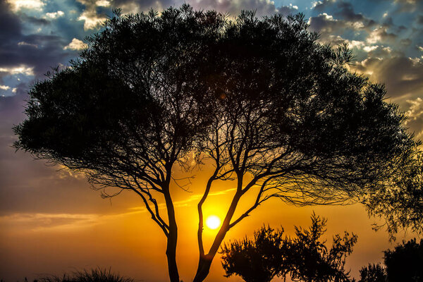 Tree and Sunset Landscape Photo