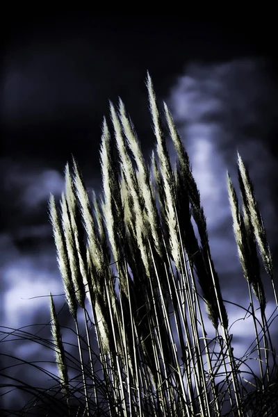 Shiny Reeds Plant view — стоковое фото