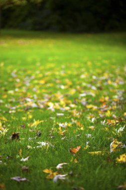 Kuru sonbahar yaprakları