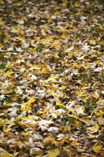 Foglie d'autunno asciutte Concetto Natura — Foto Stock