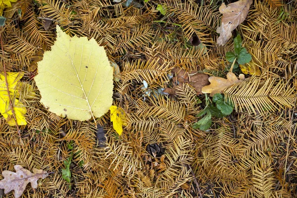 Feuilles d'automne sèches Nature Concept — Photo