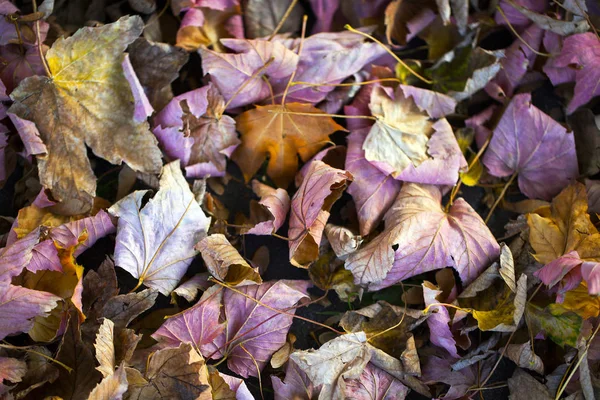 Feuilles d'automne sèches Nature Concept — Photo