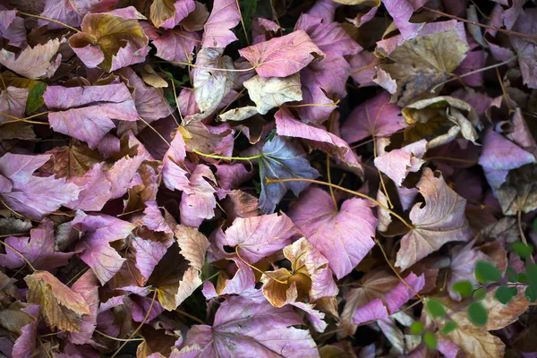 Trockener Herbst hinterlässt Naturkonzept — Stockfoto