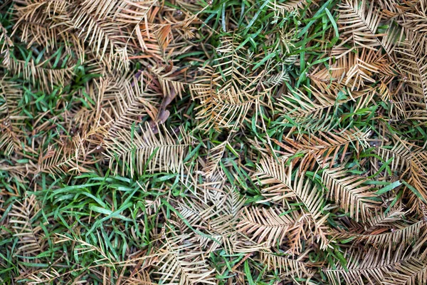 El otoño seco deja el concepto de la naturaleza —  Fotos de Stock