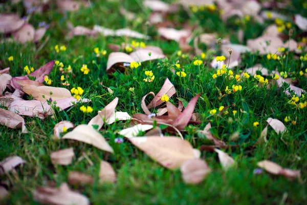 Trockener Herbst hinterlässt Naturkonzept — Stockfoto