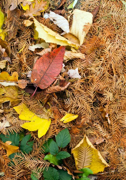 Suchą jesień liści natura Concept — Zdjęcie stockowe