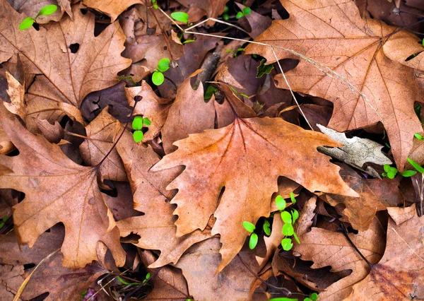 Trockener Herbst hinterlässt Naturkonzept — Stockfoto