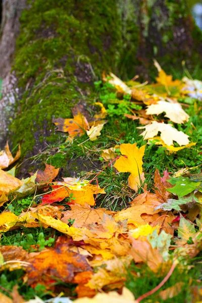 Suche liście jesieni — Zdjęcie stockowe