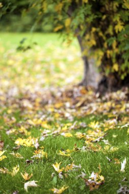 Kuru sonbahar yaprakları
