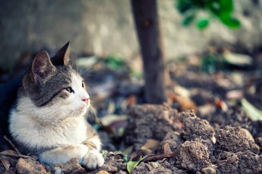 Hayvan evde beslenen hayvan kedi