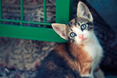 Hayvan evde beslenen hayvan kedi