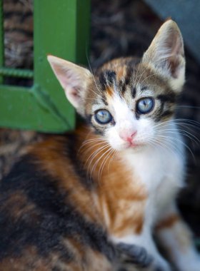 Hayvan evde beslenen hayvan kedi