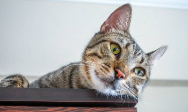 Hayvan evde beslenen hayvan kedi