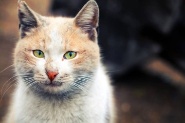 Hayvan evde beslenen hayvan kedi