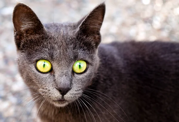 动物的宠物猫 — 图库照片