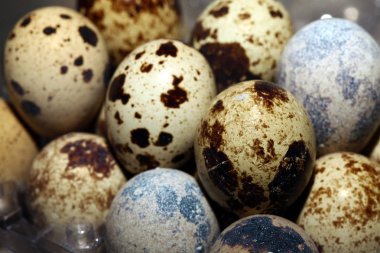 Kuş yumurta makro görünümü